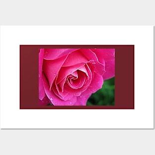 Pink Rose Posters and Art